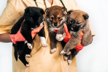 Puppy Parties